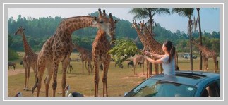 Chimelong Safari Park